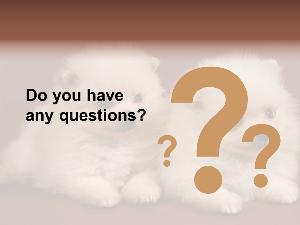 Pets Spitz Pomeranian PowerPoint Template