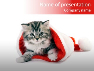Hat Nature Animals PowerPoint Template