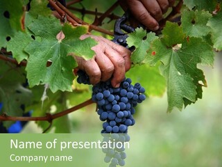 Isolated Tasty Vine PowerPoint Template