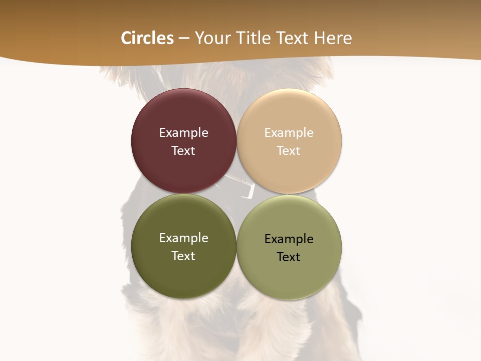 Domestic White Front PowerPoint Template