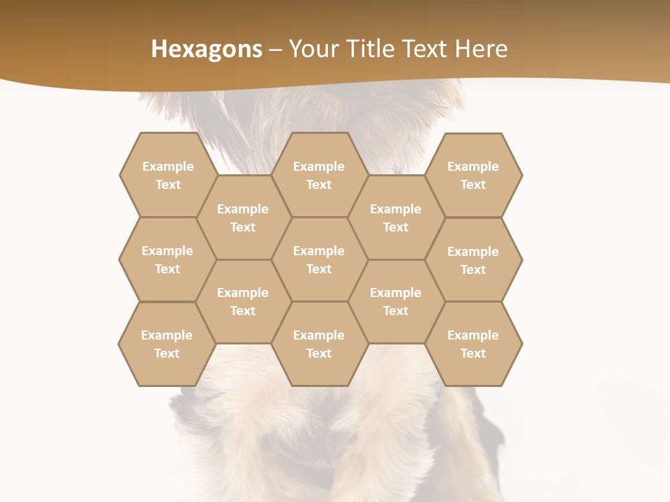 Domestic White Front PowerPoint Template