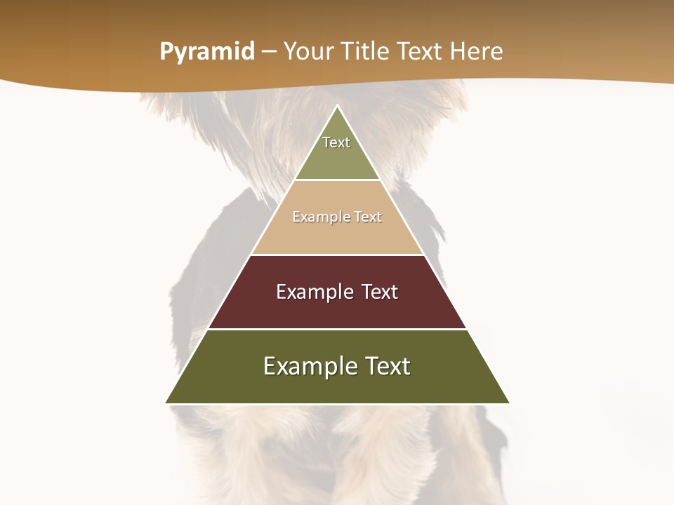 Domestic White Front PowerPoint Template