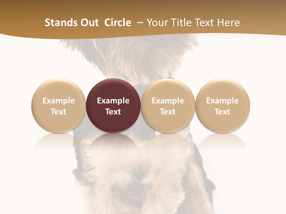 Domestic White Front PowerPoint Template