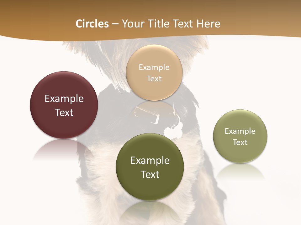 Domestic White Front PowerPoint Template