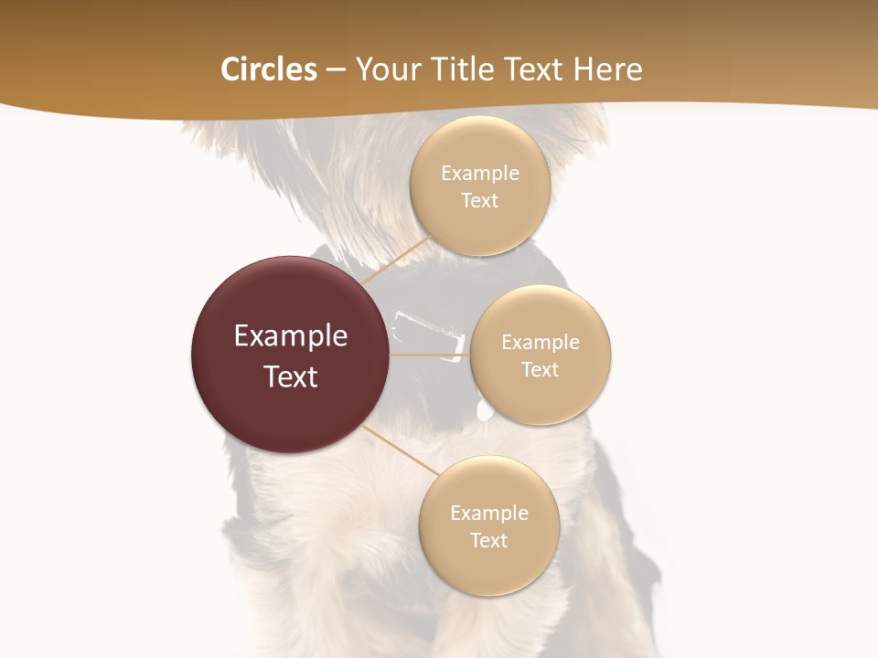 Domestic White Front PowerPoint Template