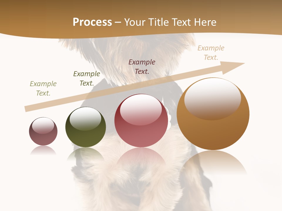 Domestic White Front PowerPoint Template