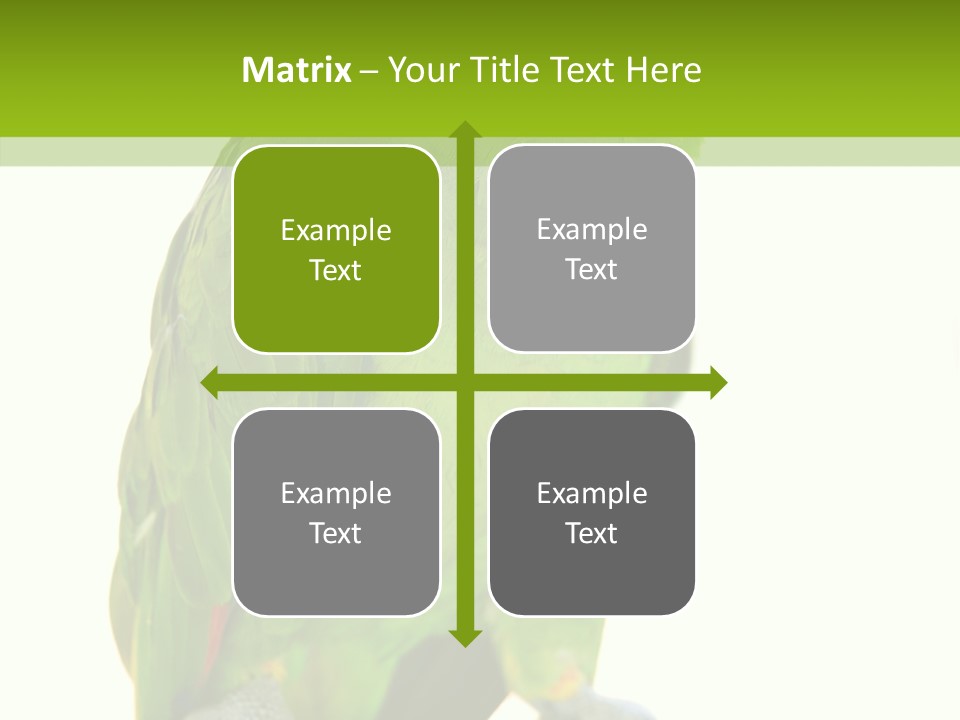 Ochrocephala Yellow Crowned Peru PowerPoint Template