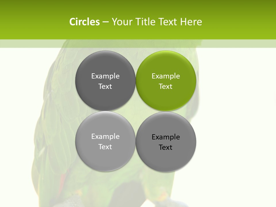 Ochrocephala Yellow Crowned Peru PowerPoint Template