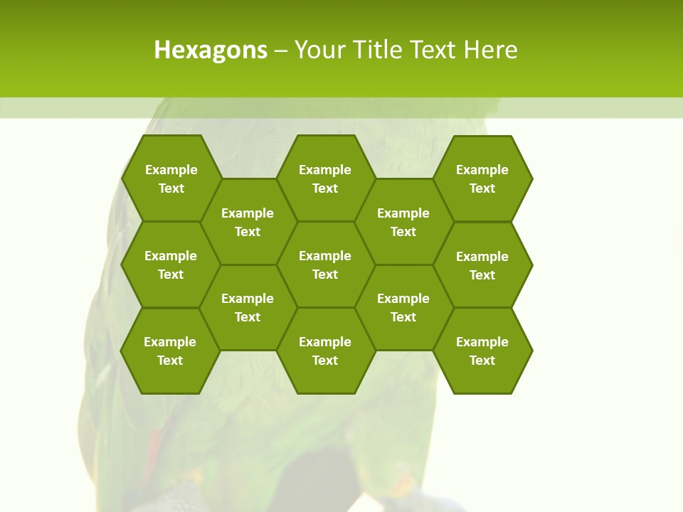 Ochrocephala Yellow Crowned Peru PowerPoint Template