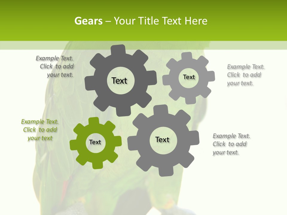 Ochrocephala Yellow Crowned Peru PowerPoint Template