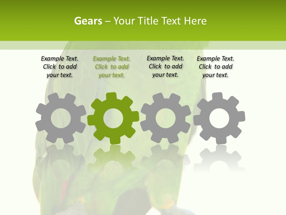 Ochrocephala Yellow Crowned Peru PowerPoint Template