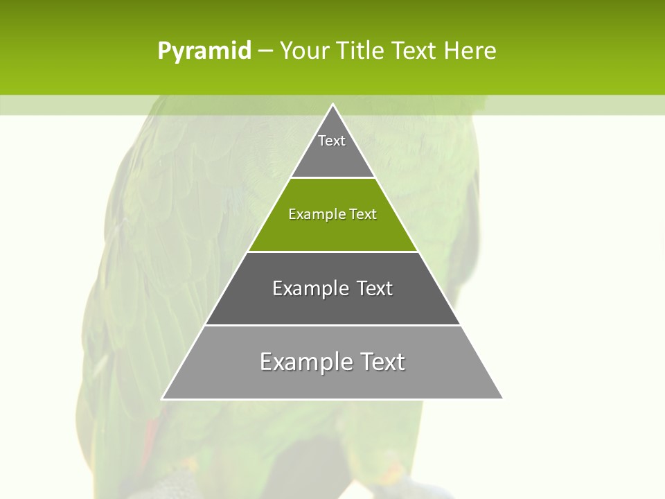 Ochrocephala Yellow Crowned Peru PowerPoint Template