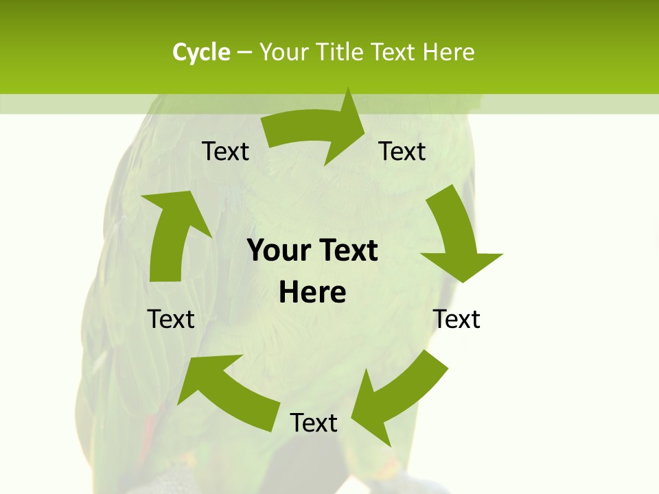 Ochrocephala Yellow Crowned Peru PowerPoint Template