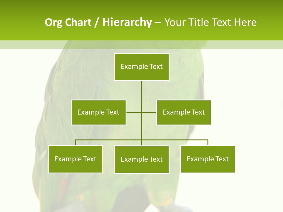 Ochrocephala Yellow Crowned Peru PowerPoint Template