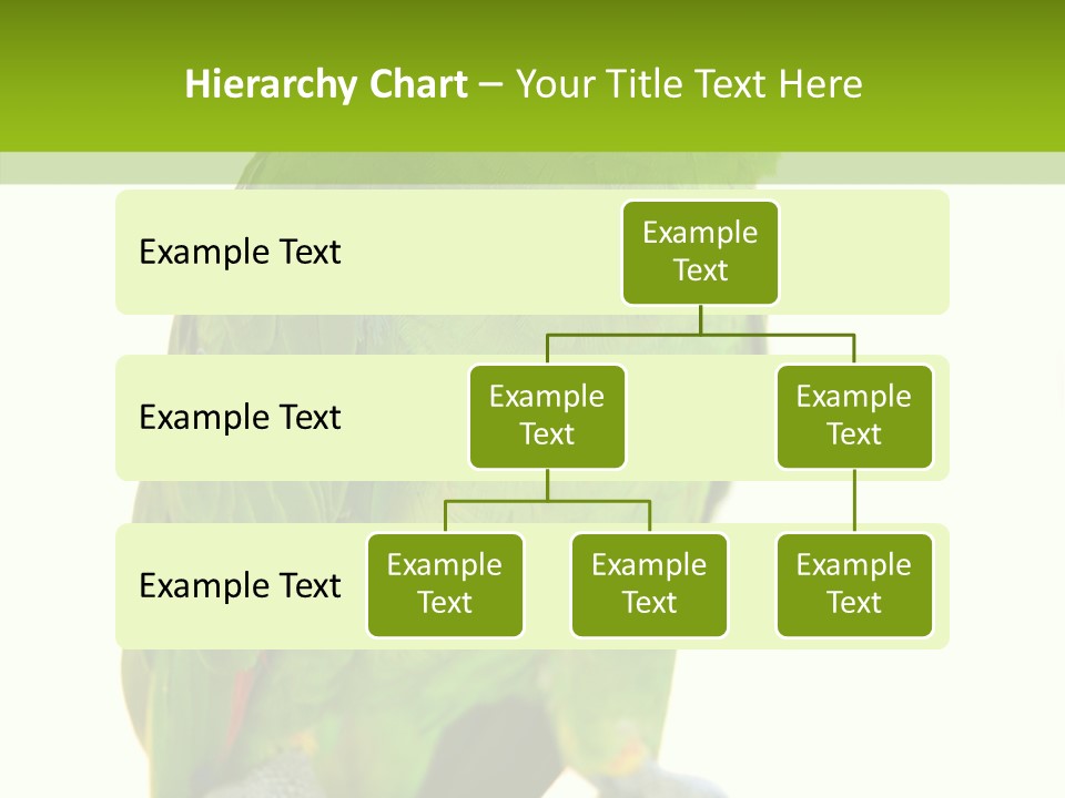 Ochrocephala Yellow Crowned Peru PowerPoint Template