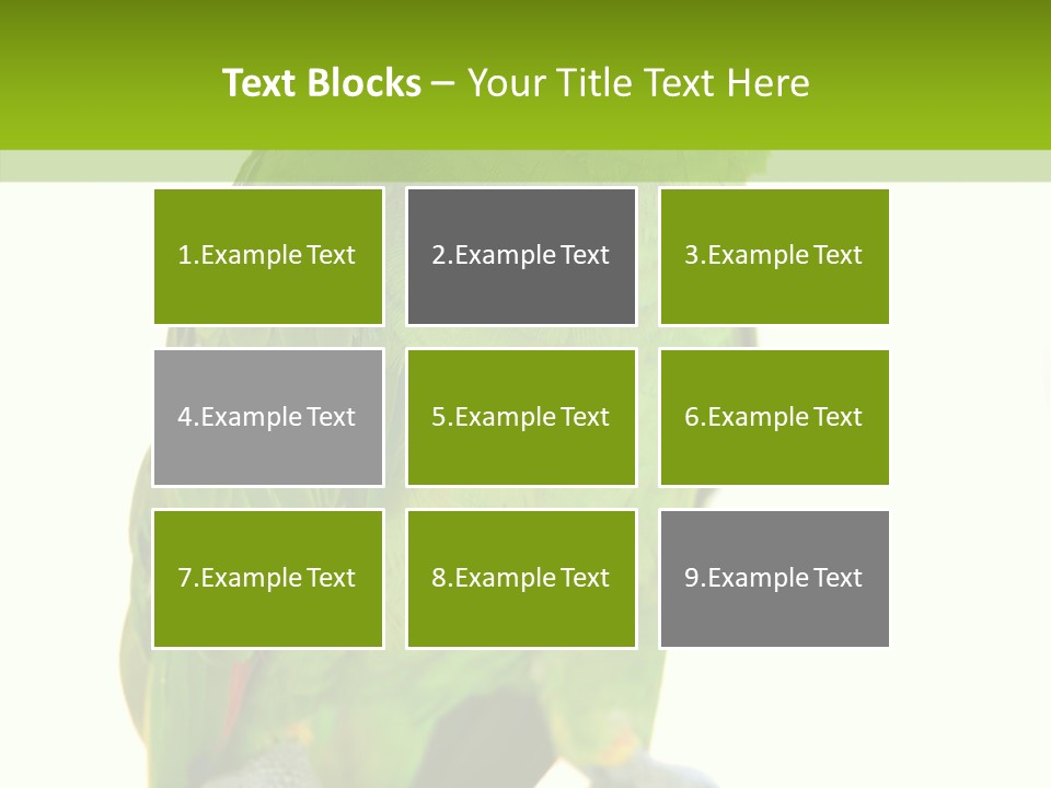 Ochrocephala Yellow Crowned Peru PowerPoint Template