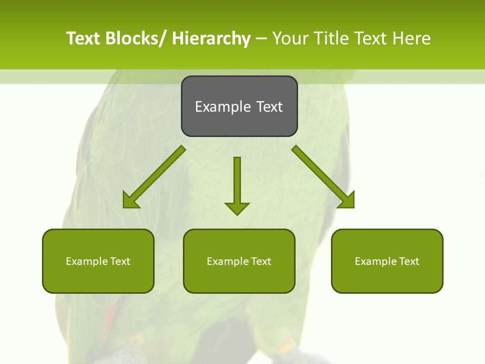 Ochrocephala Yellow Crowned Peru PowerPoint Template