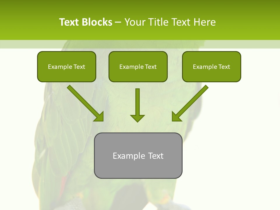 Ochrocephala Yellow Crowned Peru PowerPoint Template