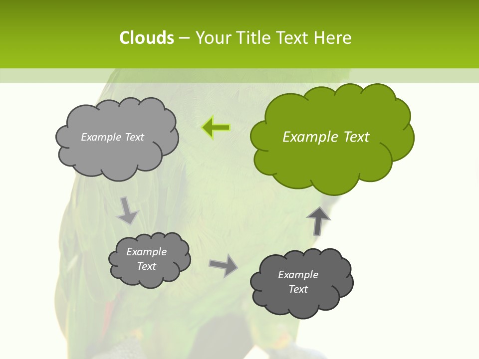 Ochrocephala Yellow Crowned Peru PowerPoint Template