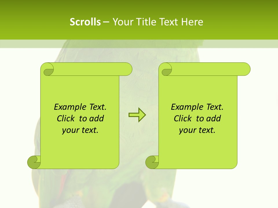 Ochrocephala Yellow Crowned Peru PowerPoint Template