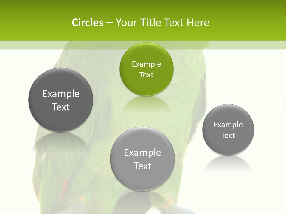 Ochrocephala Yellow Crowned Peru PowerPoint Template