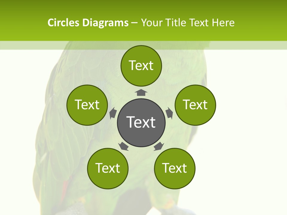 Ochrocephala Yellow Crowned Peru PowerPoint Template