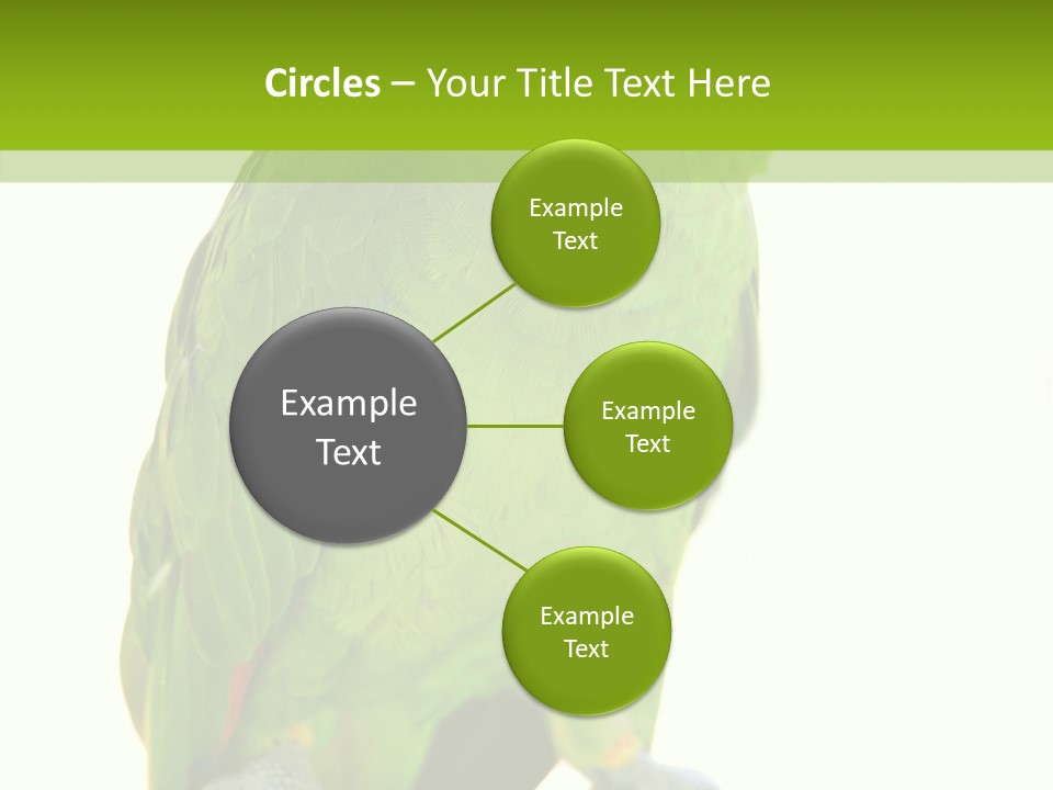 Ochrocephala Yellow Crowned Peru PowerPoint Template