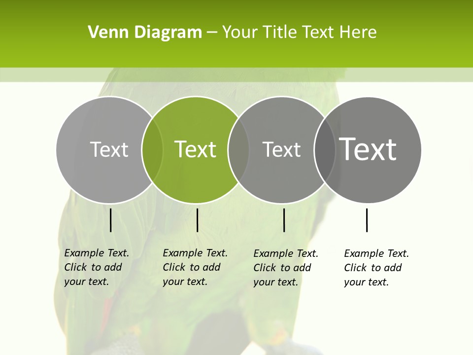 Ochrocephala Yellow Crowned Peru PowerPoint Template