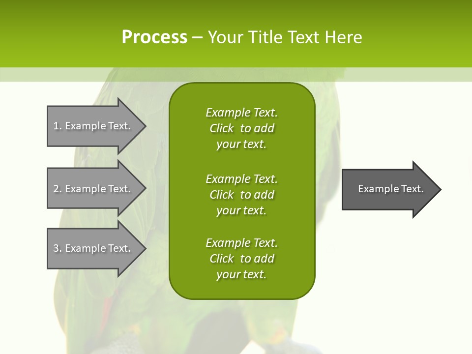 Ochrocephala Yellow Crowned Peru PowerPoint Template