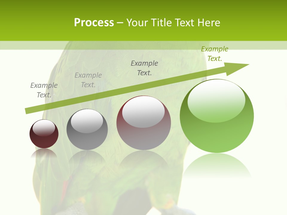 Ochrocephala Yellow Crowned Peru PowerPoint Template