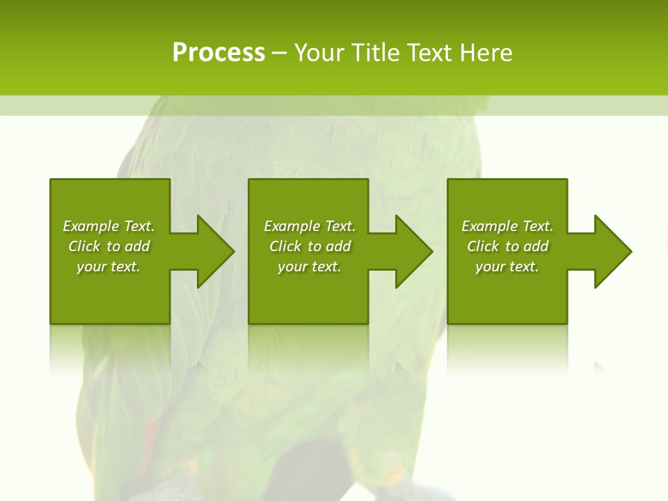 Ochrocephala Yellow Crowned Peru PowerPoint Template