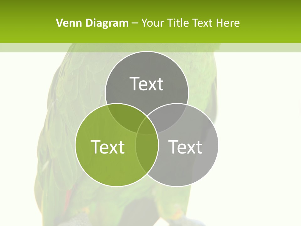 Ochrocephala Yellow Crowned Peru PowerPoint Template