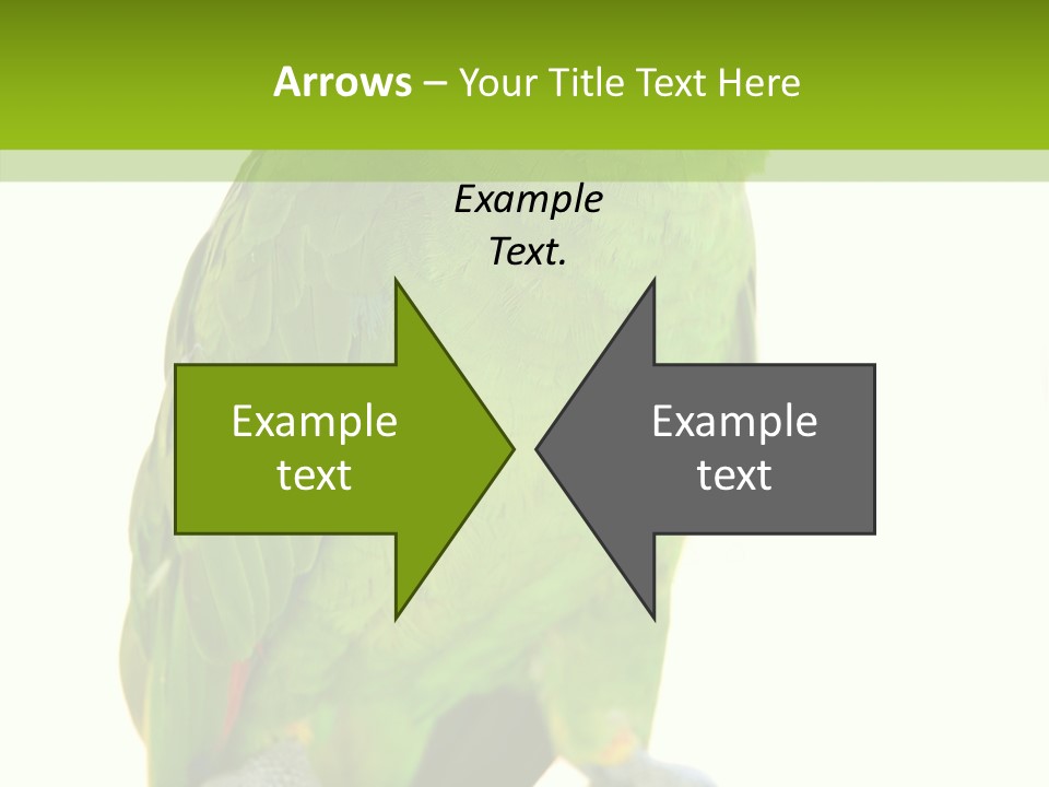 Ochrocephala Yellow Crowned Peru PowerPoint Template