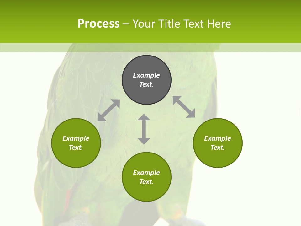 Ochrocephala Yellow Crowned Peru PowerPoint Template