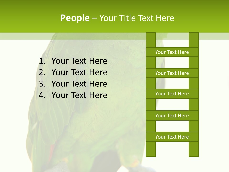 Ochrocephala Yellow Crowned Peru PowerPoint Template