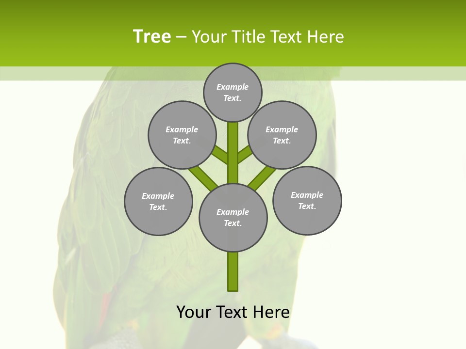 Ochrocephala Yellow Crowned Peru PowerPoint Template