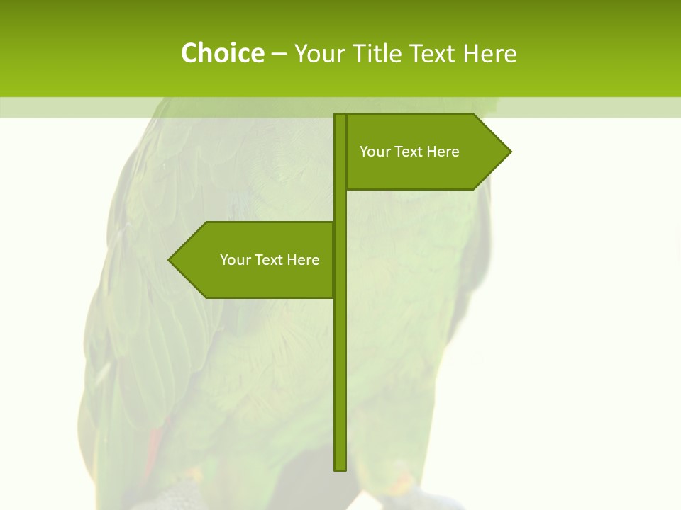 Ochrocephala Yellow Crowned Peru PowerPoint Template