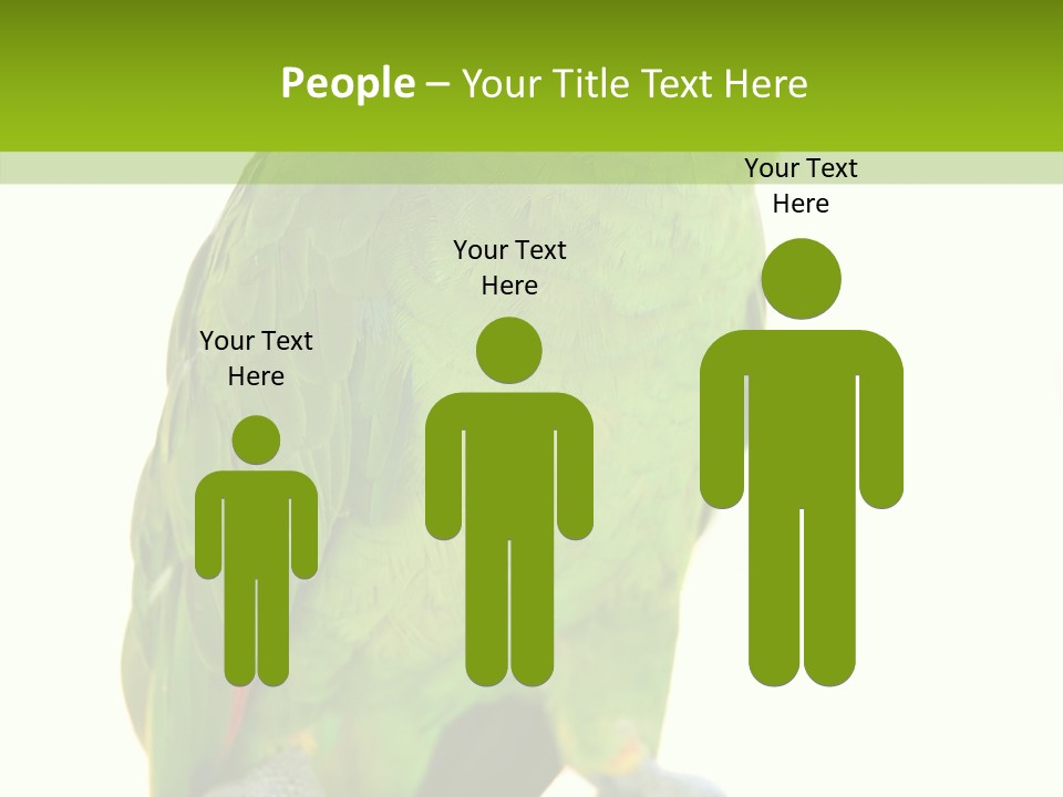 Ochrocephala Yellow Crowned Peru PowerPoint Template