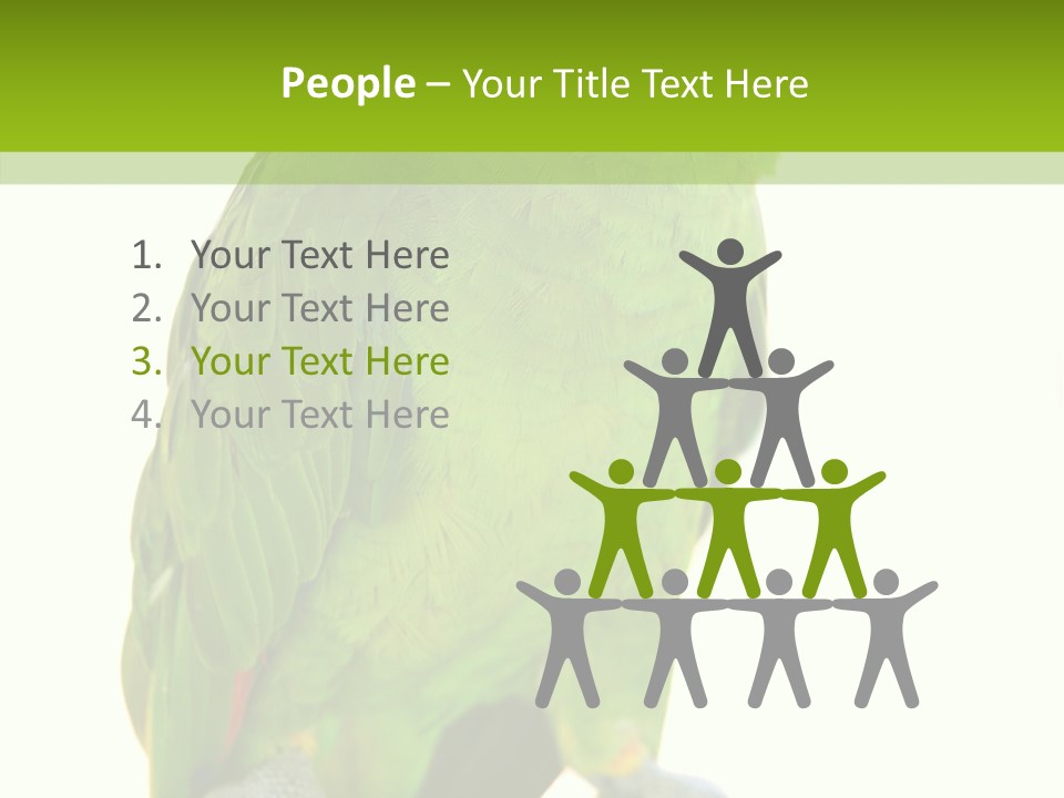 Ochrocephala Yellow Crowned Peru PowerPoint Template