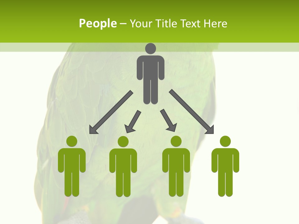 Ochrocephala Yellow Crowned Peru PowerPoint Template