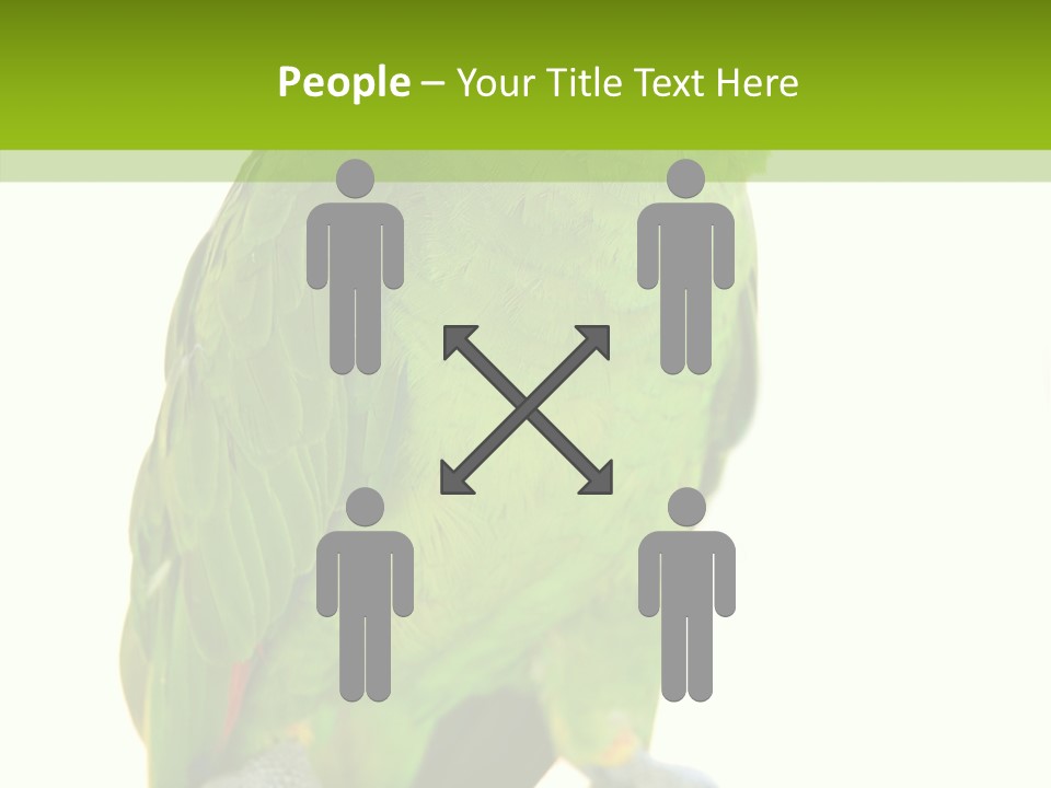 Ochrocephala Yellow Crowned Peru PowerPoint Template