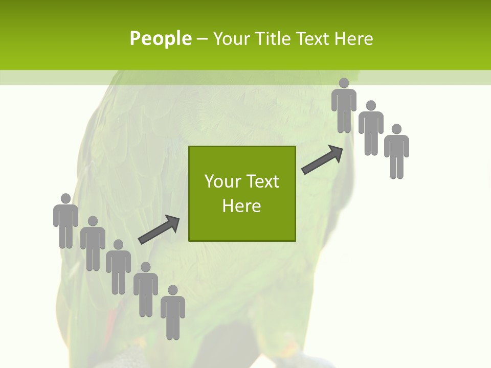 Ochrocephala Yellow Crowned Peru PowerPoint Template