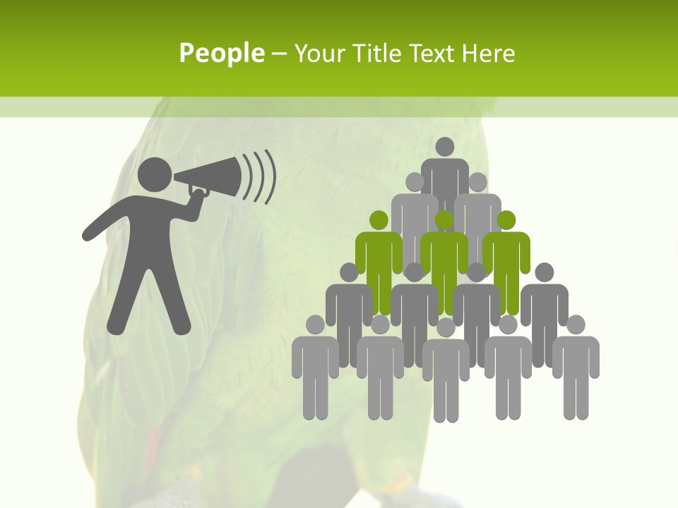 Ochrocephala Yellow Crowned Peru PowerPoint Template