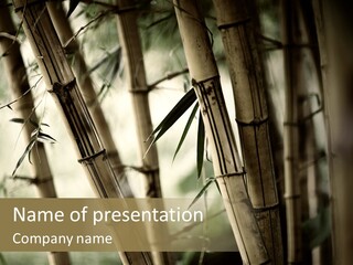 Gardening Stem Bamboo PowerPoint Template