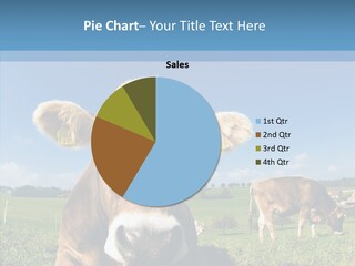 Funny Bull Landscape PowerPoint Template