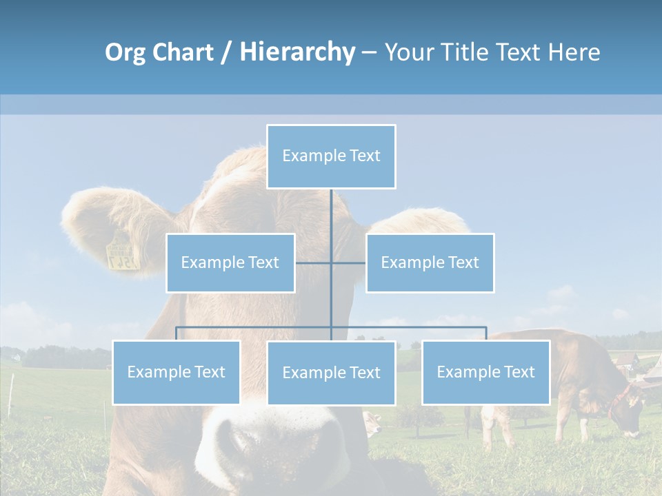 Funny Bull Landscape PowerPoint Template