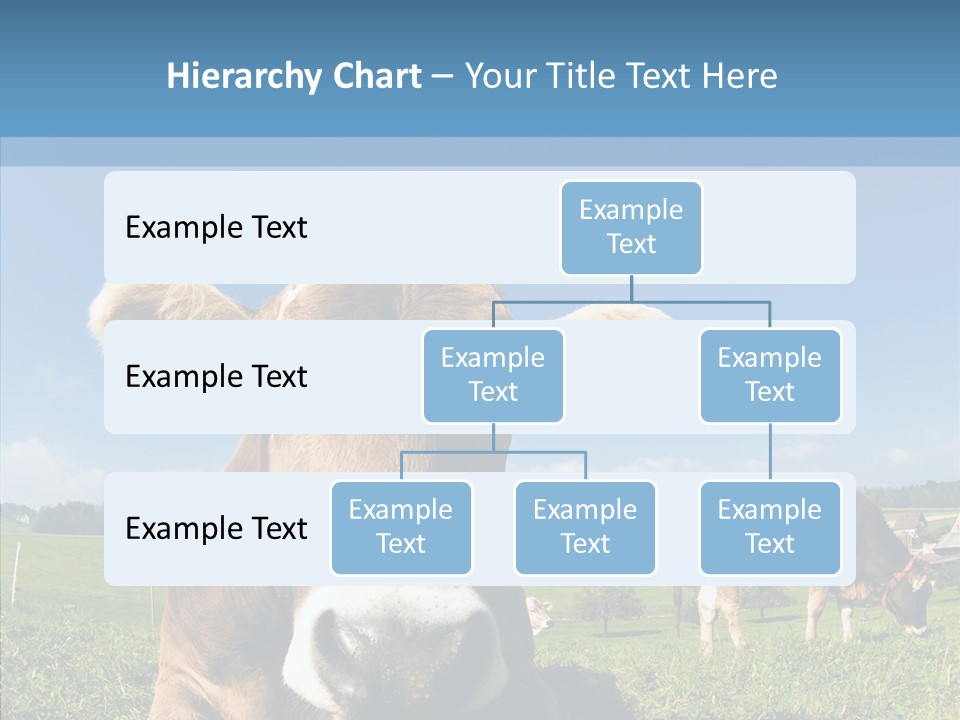 Funny Bull Landscape PowerPoint Template