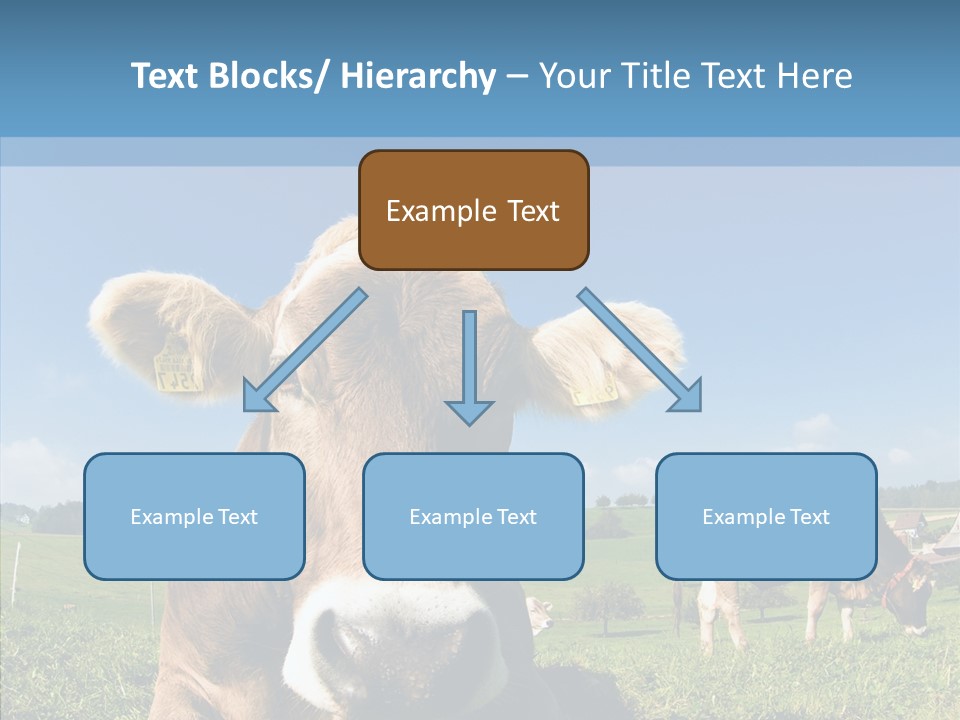 Funny Bull Landscape PowerPoint Template