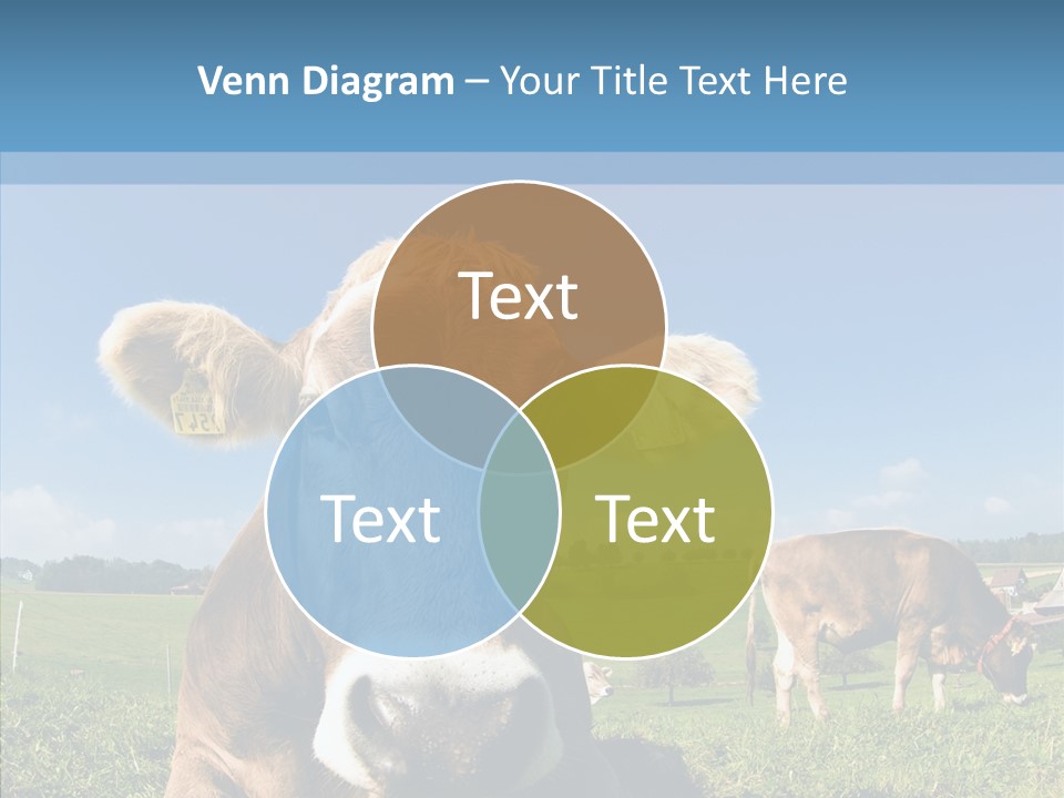 Funny Bull Landscape PowerPoint Template