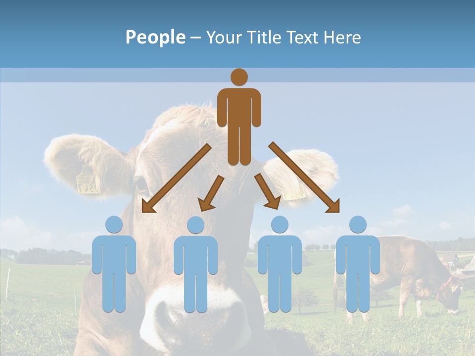 Funny Bull Landscape PowerPoint Template